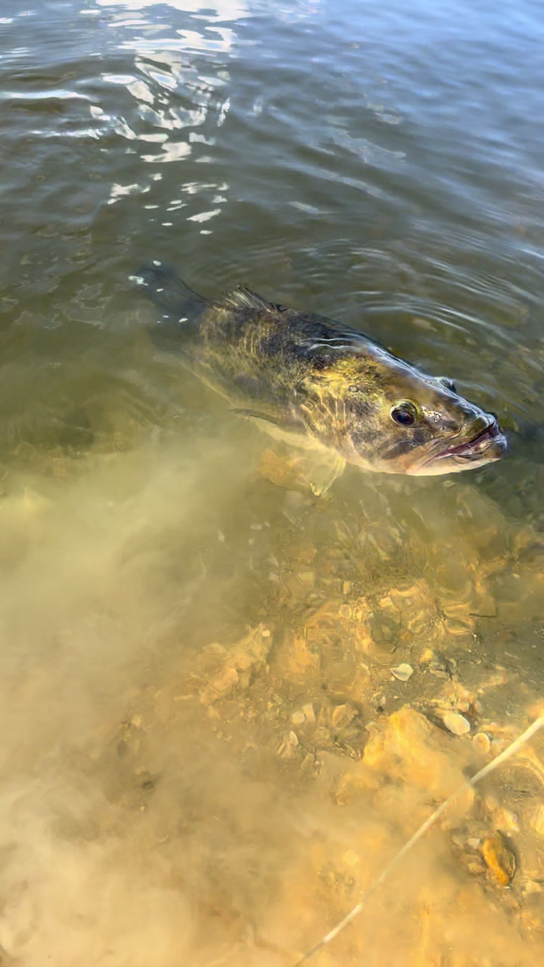 @Chasin Fish