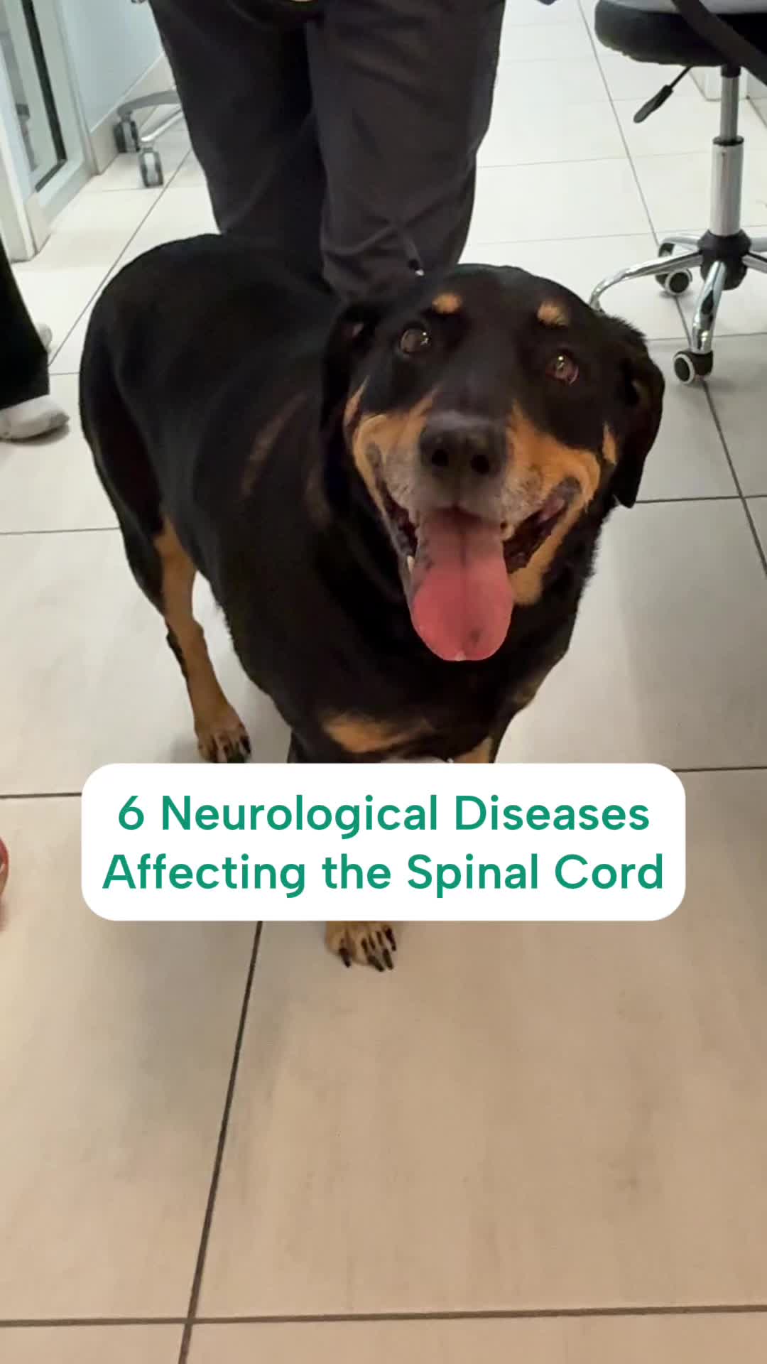 @Southeast Veterinary Neurology