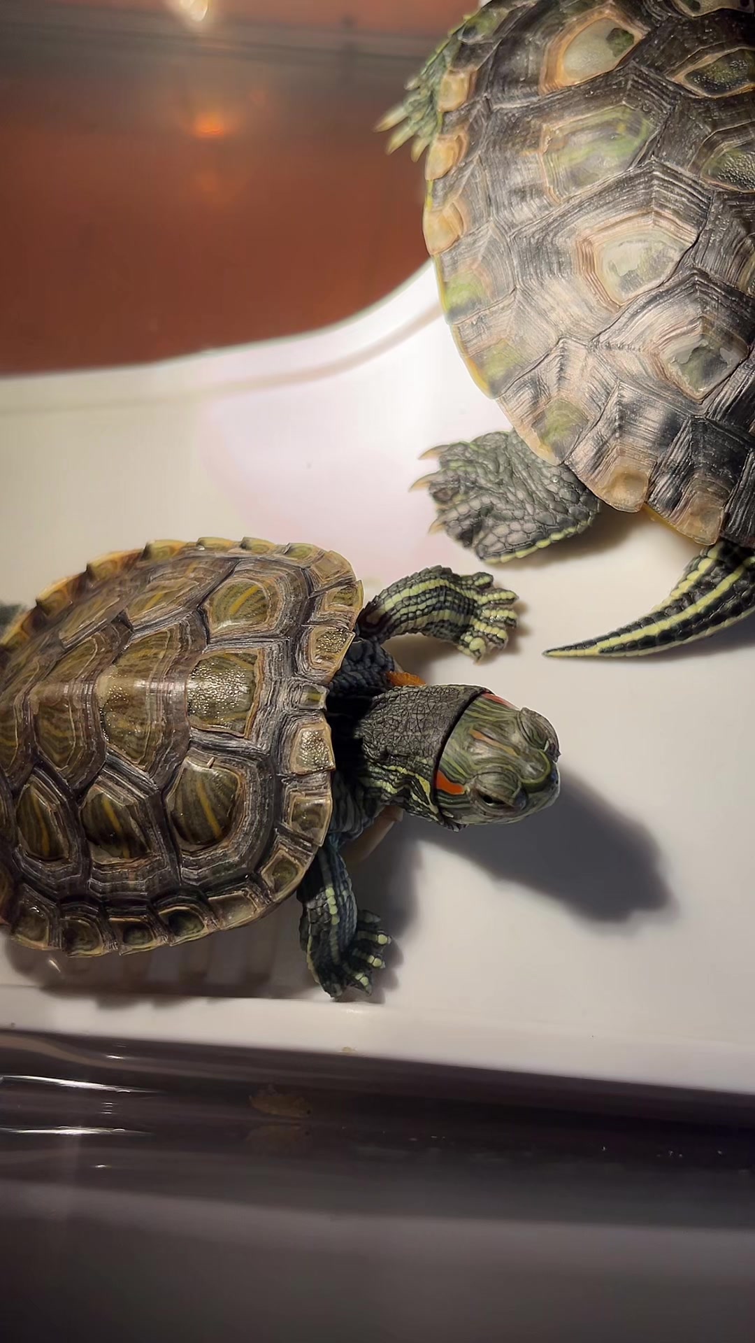 @Larry and Mary turtles