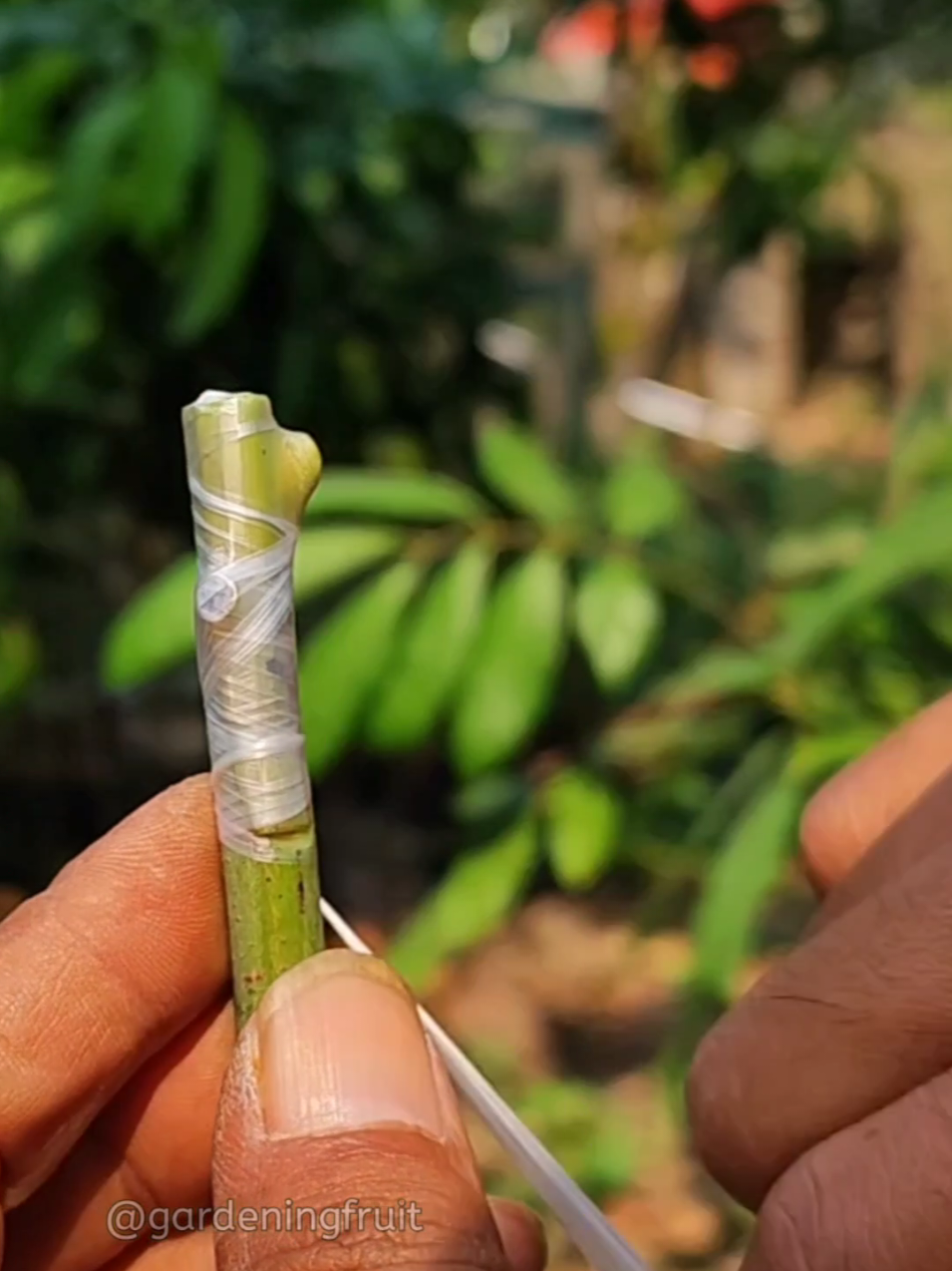 @GardeningFruits