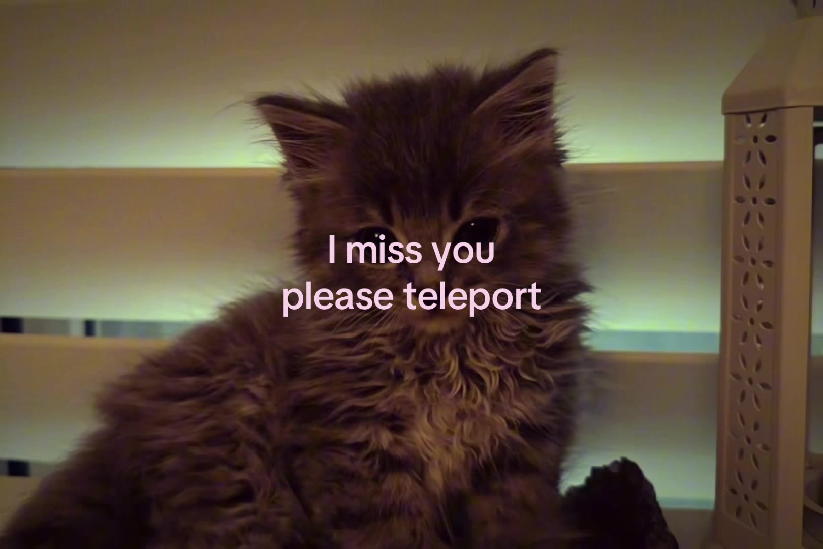 @sxalenz