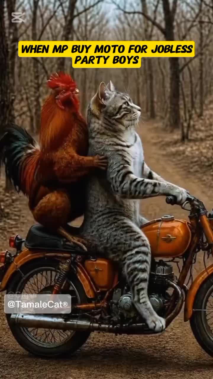 @Tamale Cat