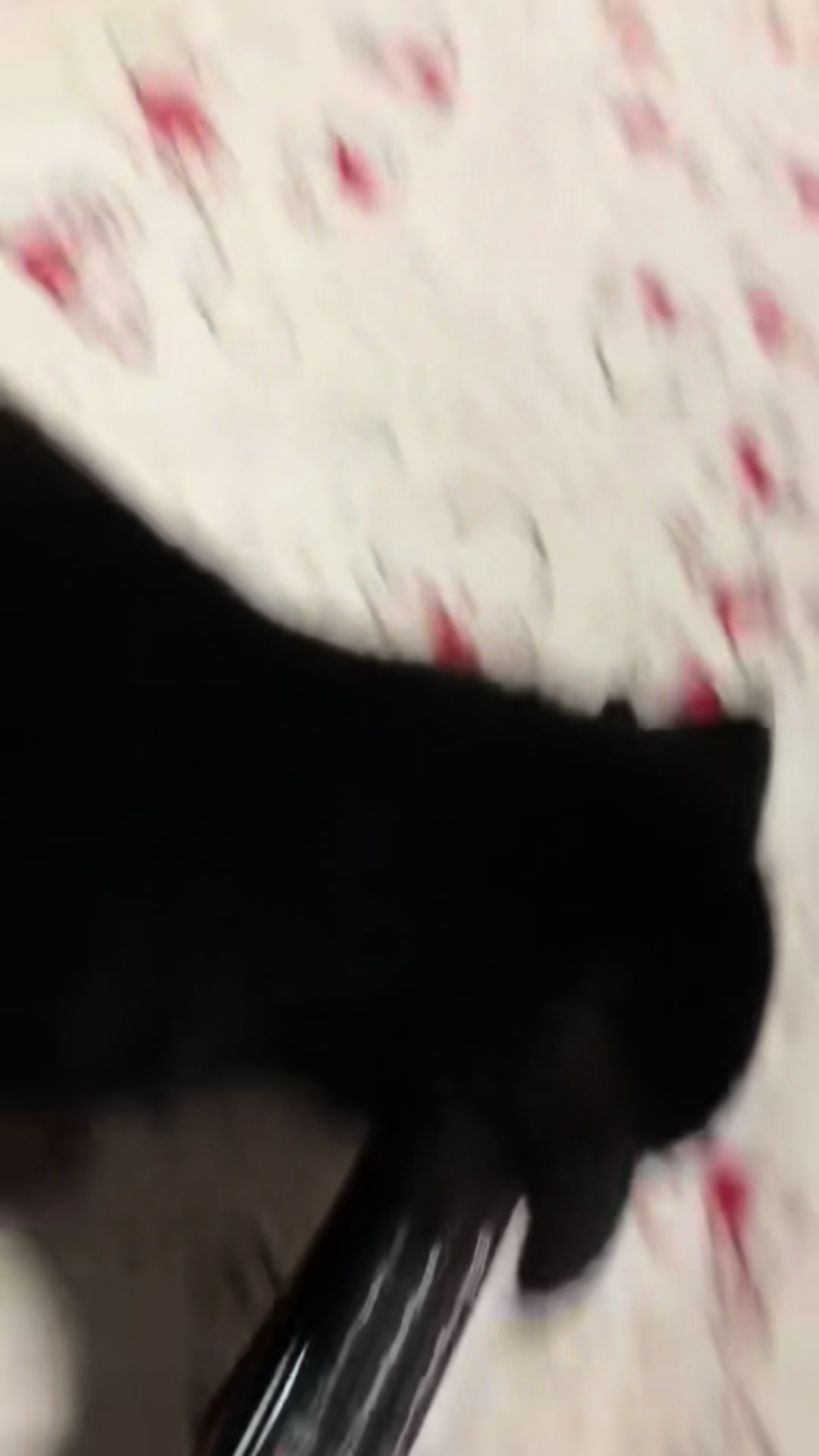 @まろたん🐕