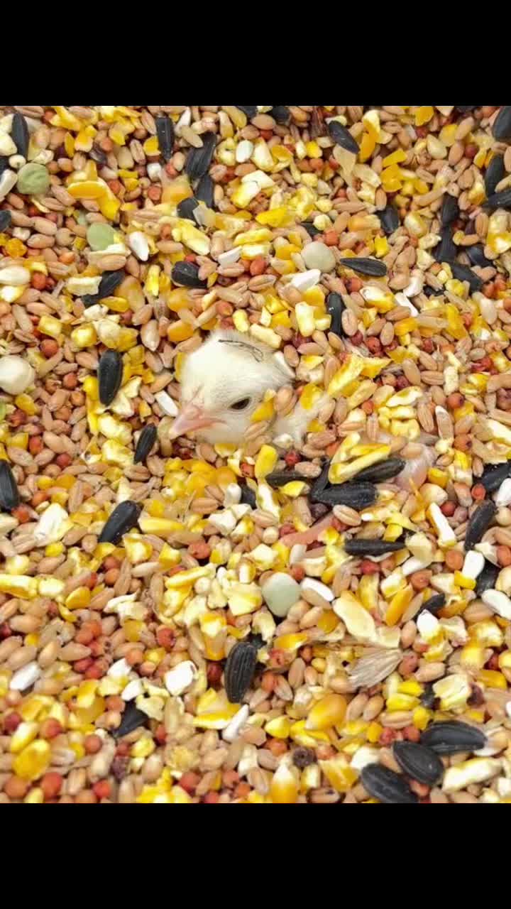 @TOTOKA GAMEFARM