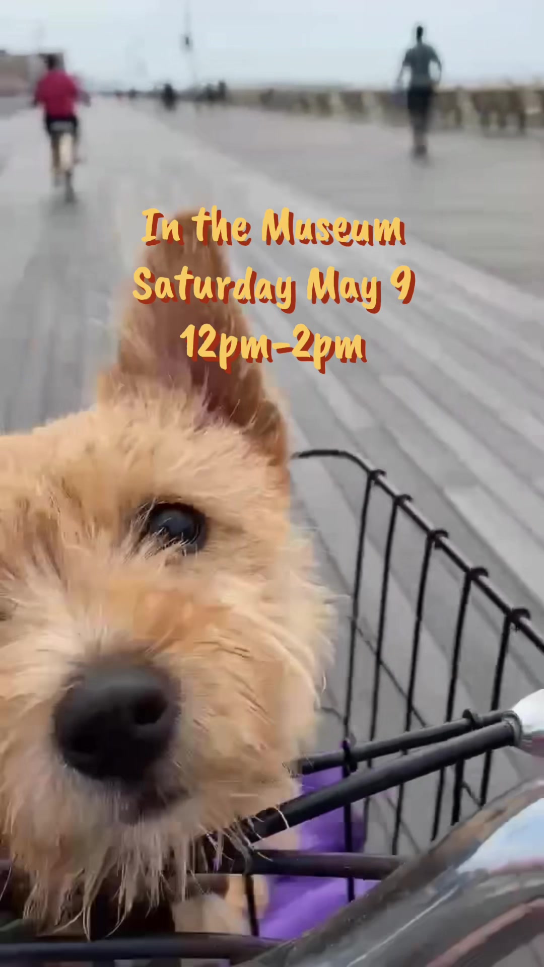 @AKC Museum of the Dog