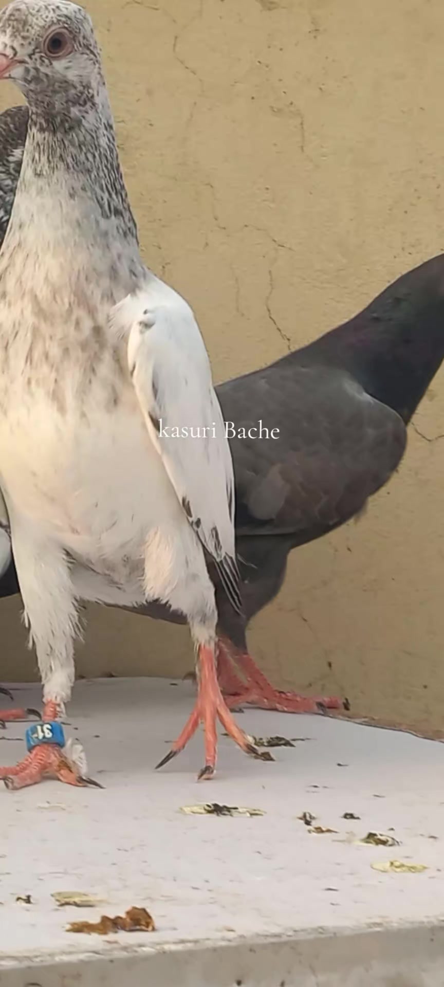 @Ranakasuripigeon