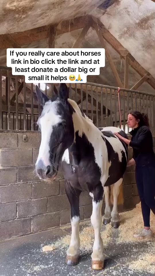 @maverickhorserescueorg