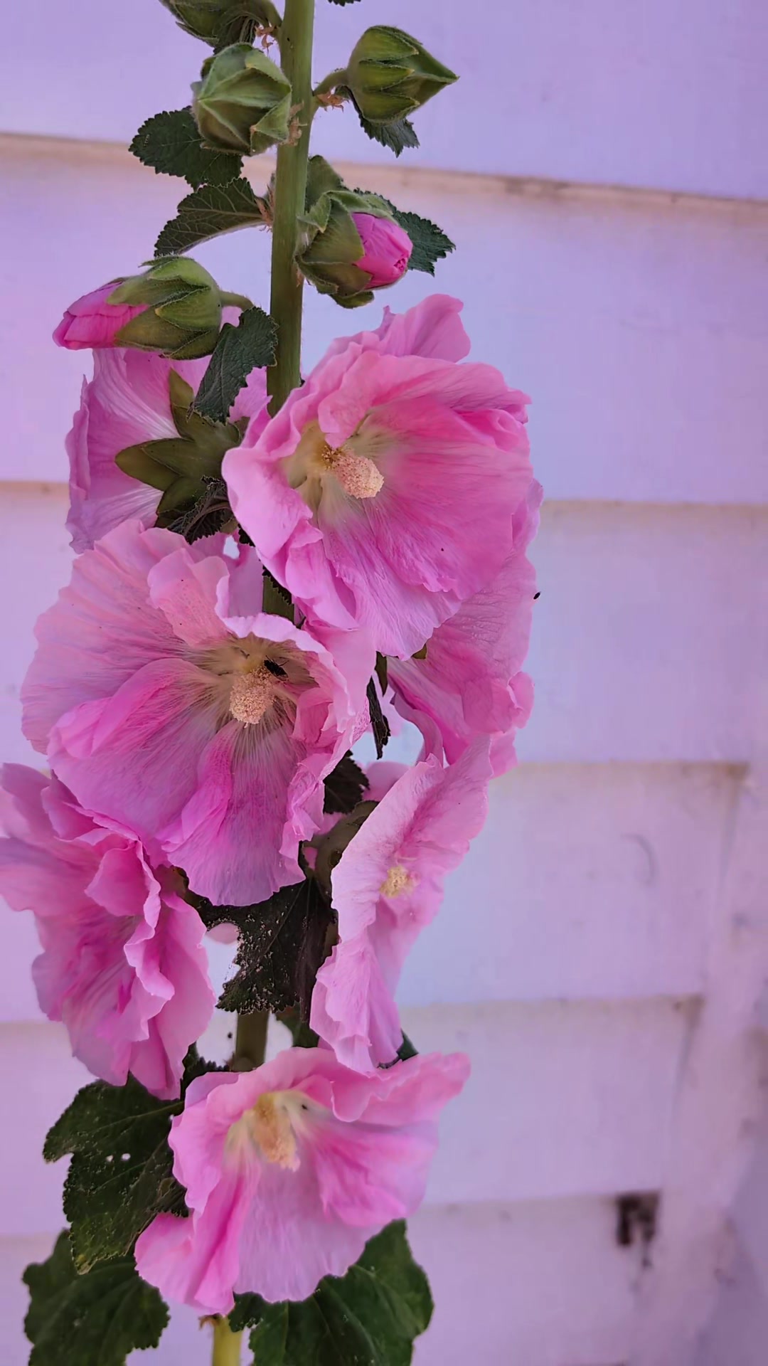 @Court Farm: Home & Garden