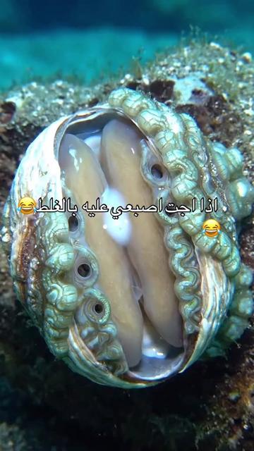 @♜نوُسة♜