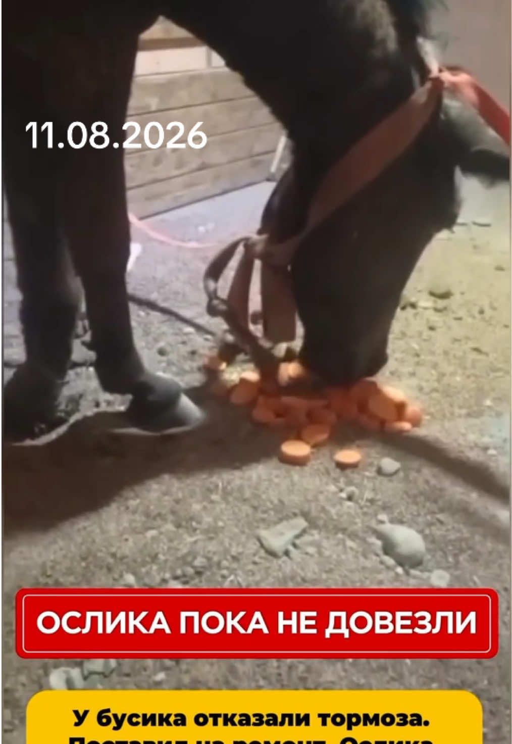@Приют Ковчег Кыргызстан