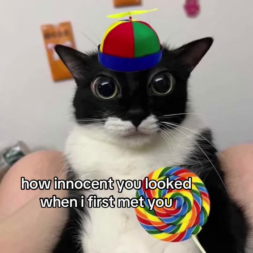 @the meow archive