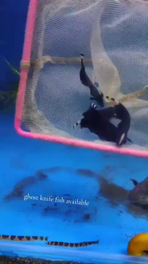 @Choice In Aqua