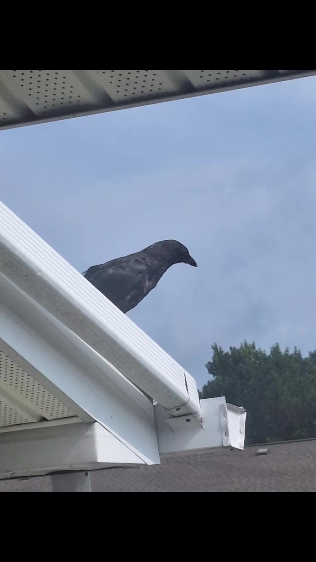 @🖤