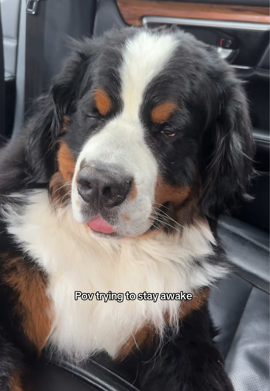@CJ The Bernese