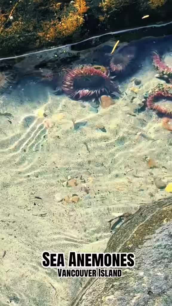@Vancouver Island BC Canada