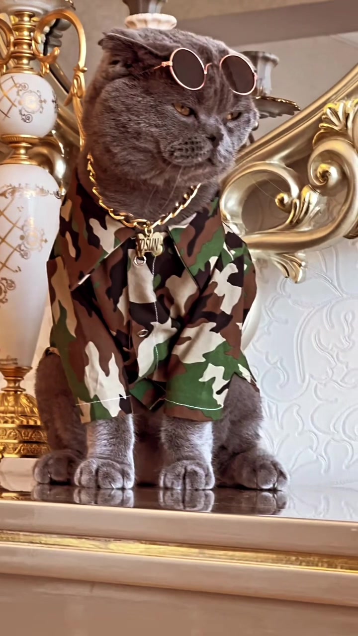 @cats_familyofficial