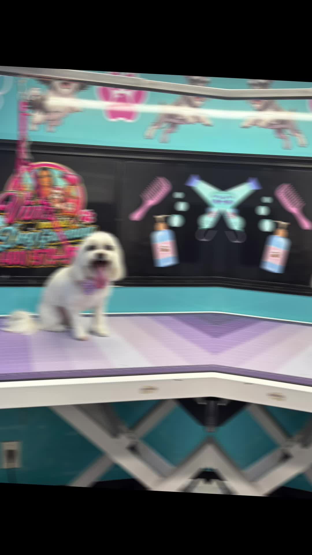 @Vivismobiledoggrooming