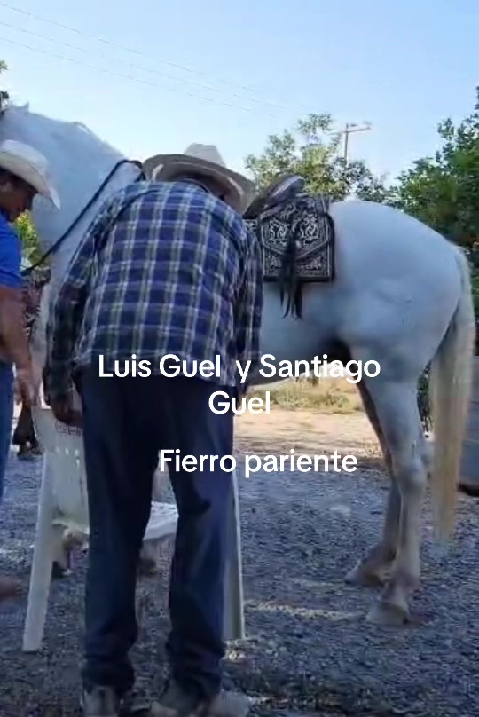 @&Aacute;guila 331