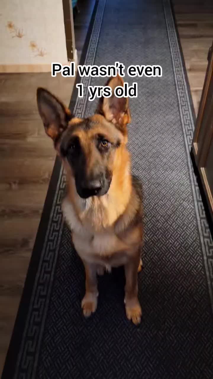 @BuddyandMikes Pal