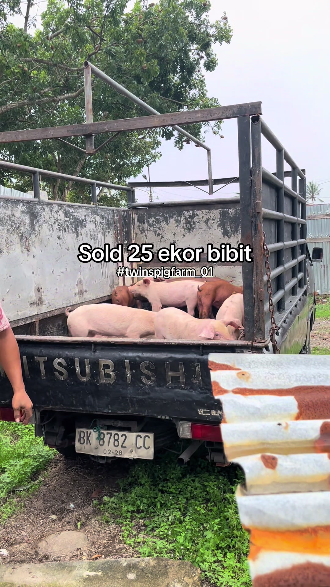 @Twinspiggyfarm01