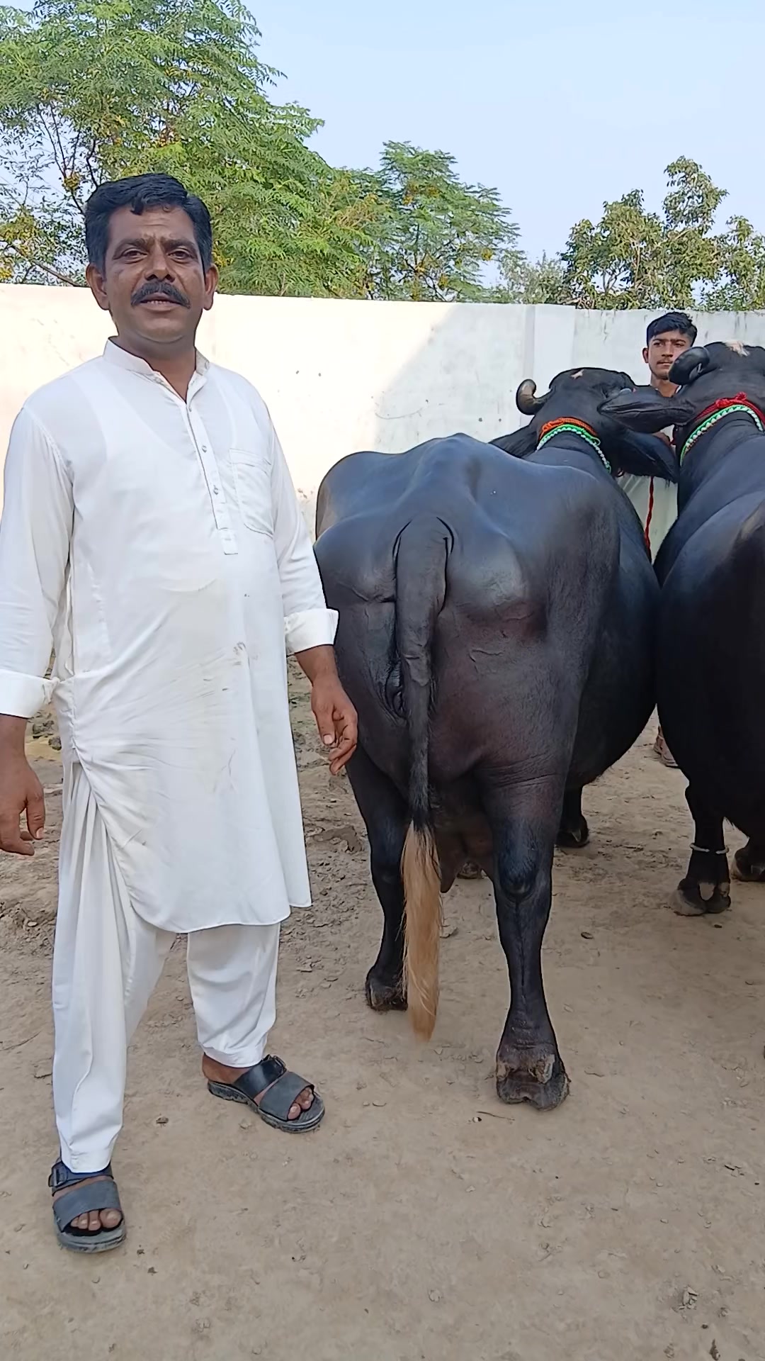 @Farming and Business Ideas