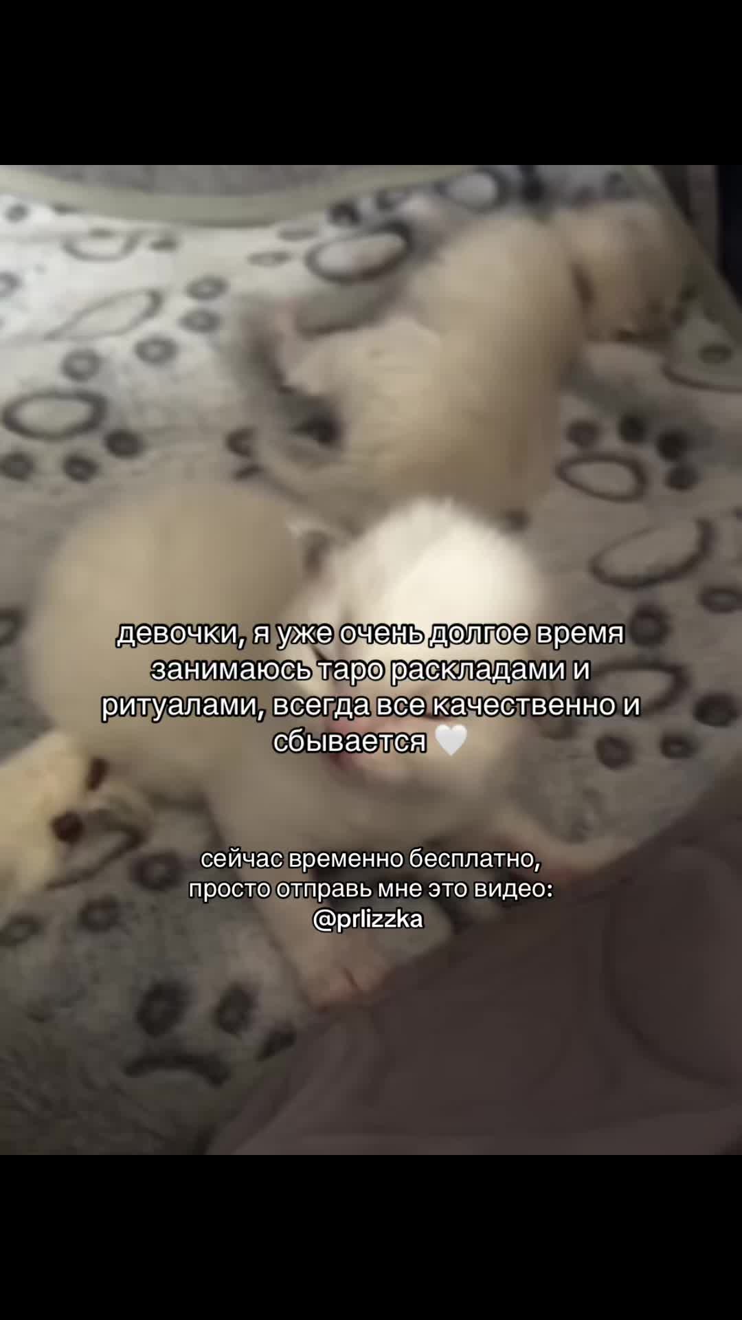 @prtarr0tka