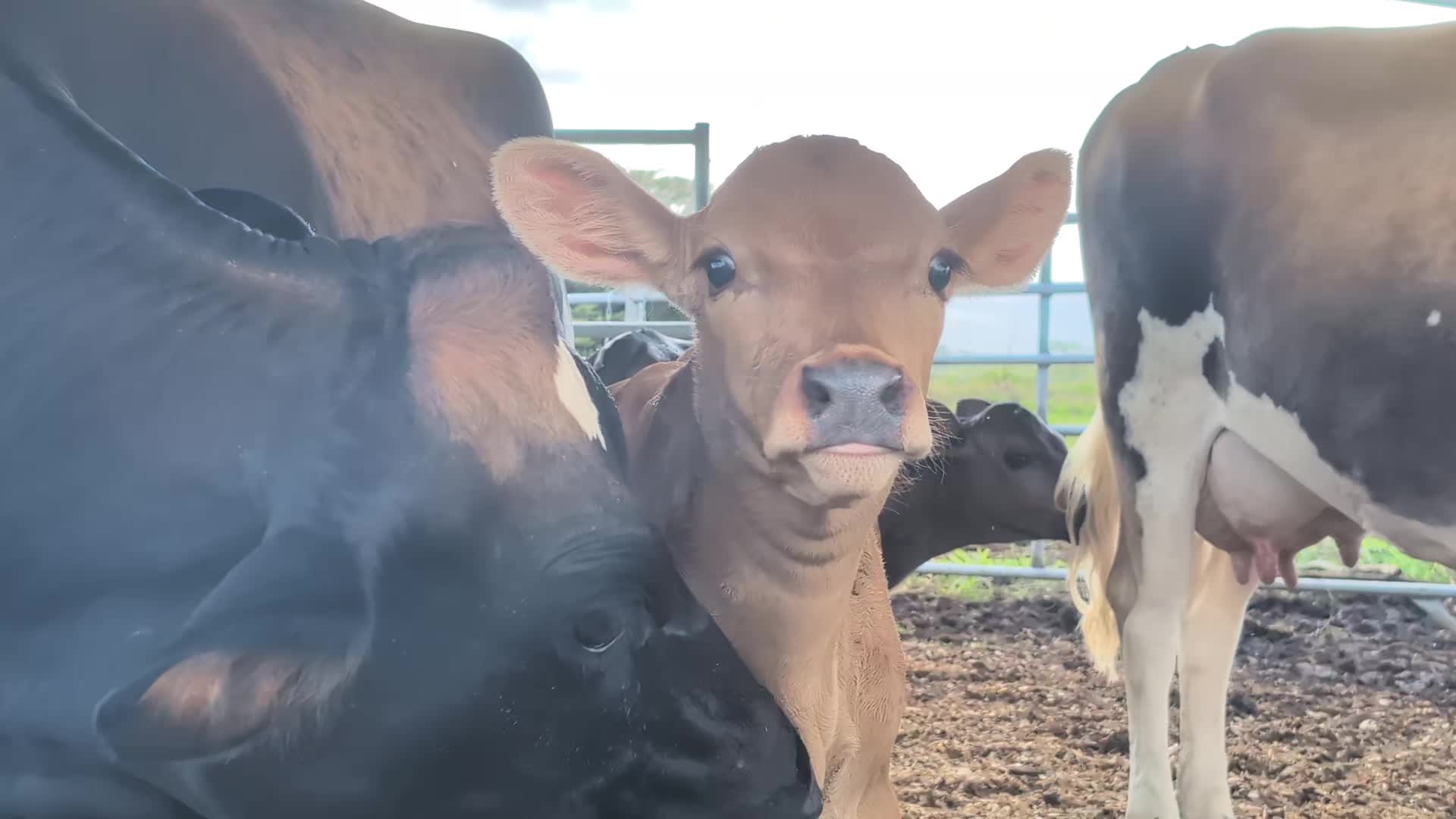@Krishna Cow Sanctuary