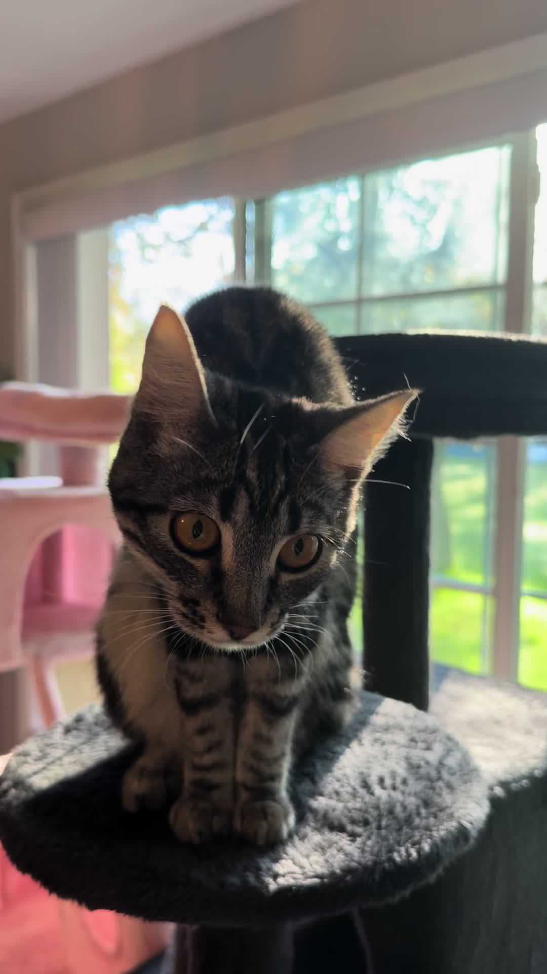 @KrazyKatz