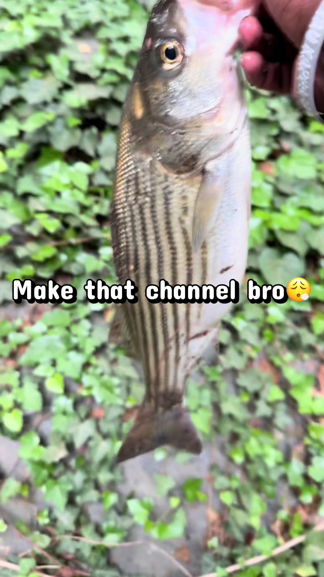 @1Lure