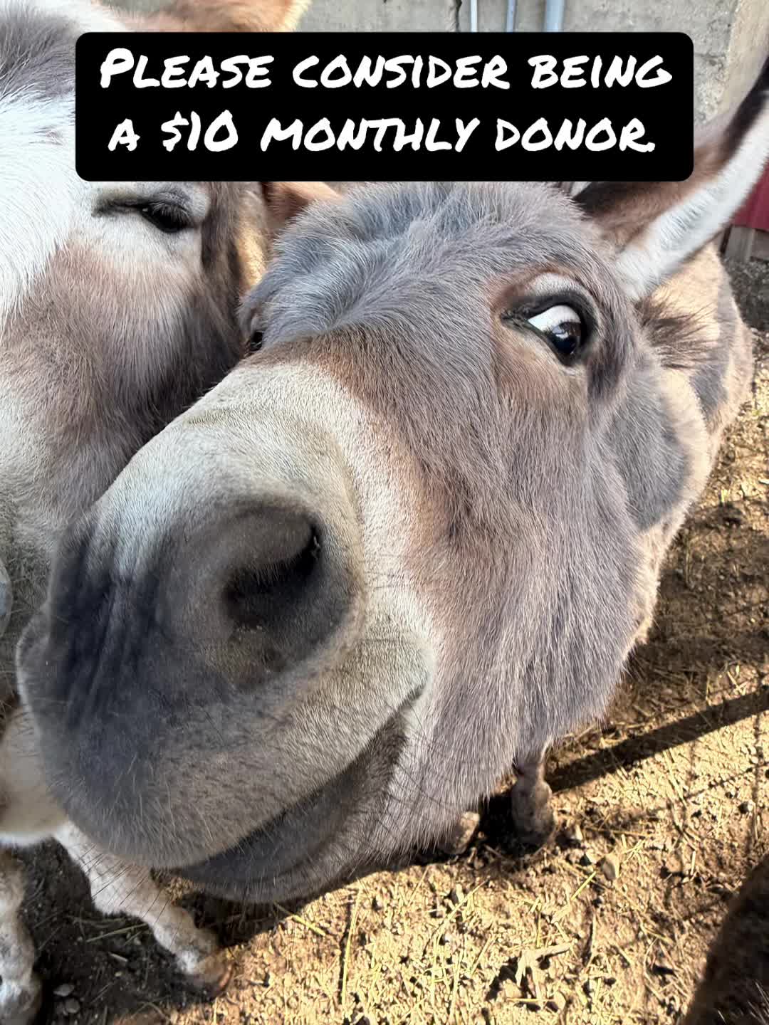 @Kitzman’s Farm Sanctuary