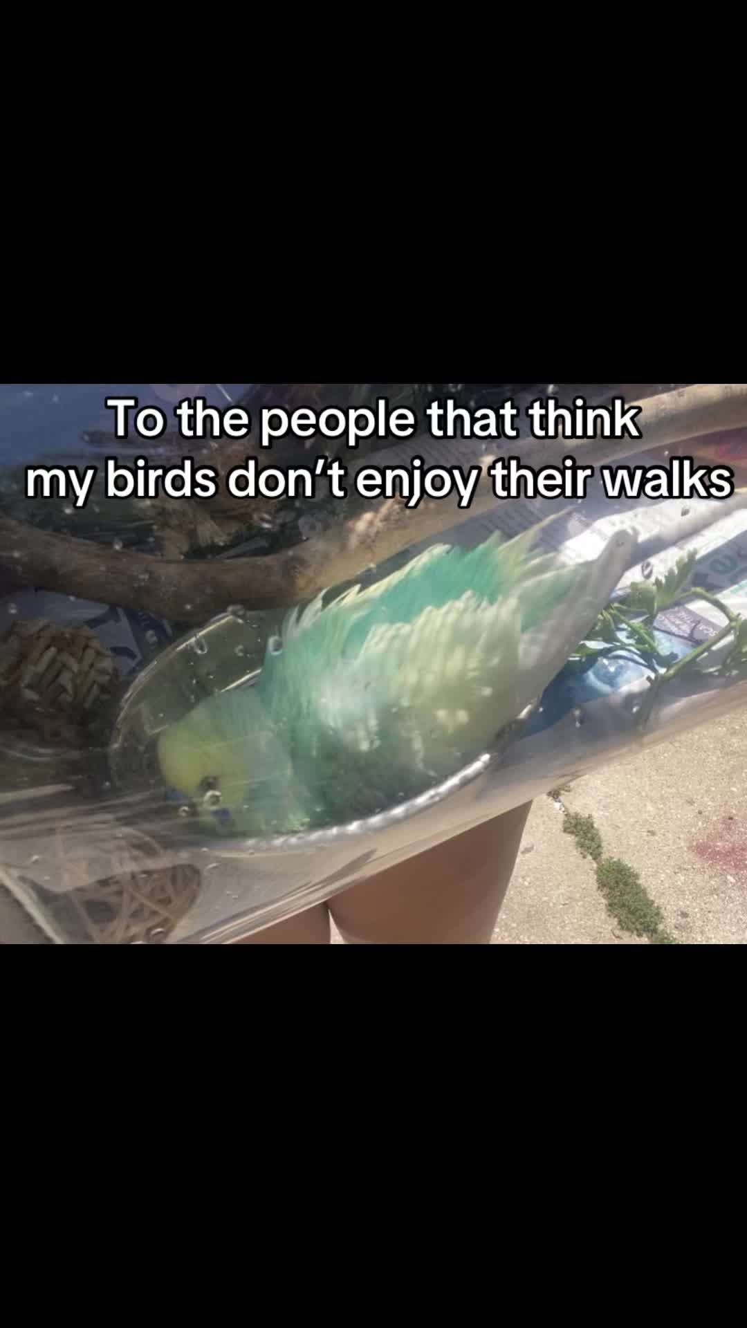 @Kiwi and Gizmo