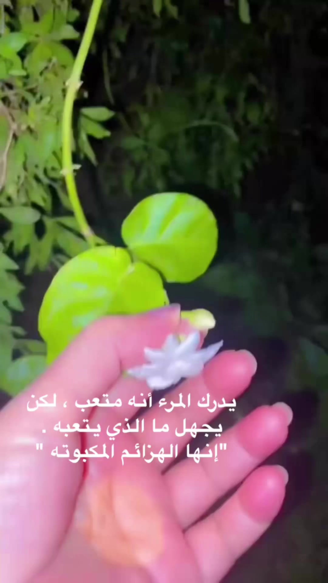 @غصن زيتون