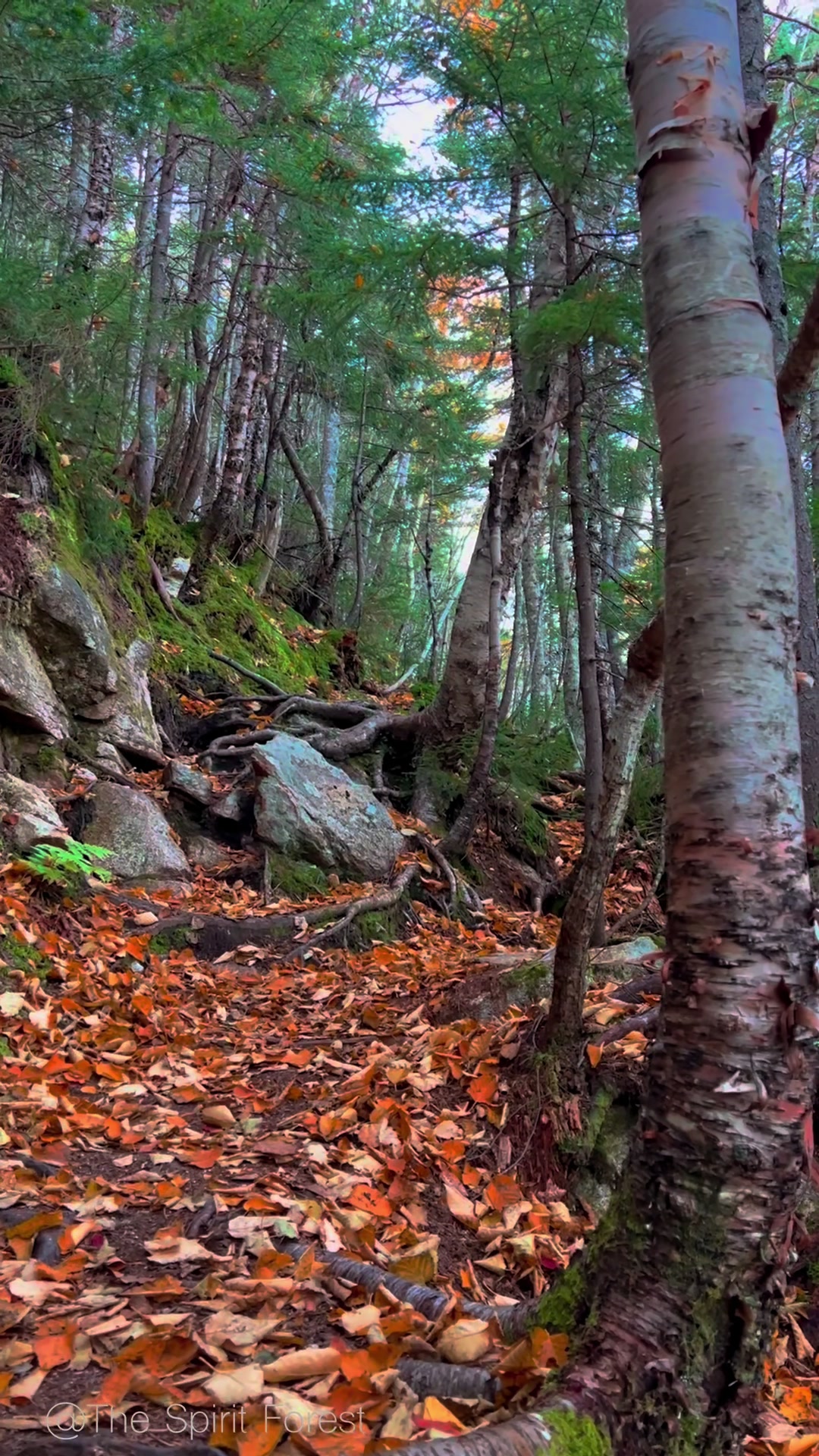 @The Spirit Forest