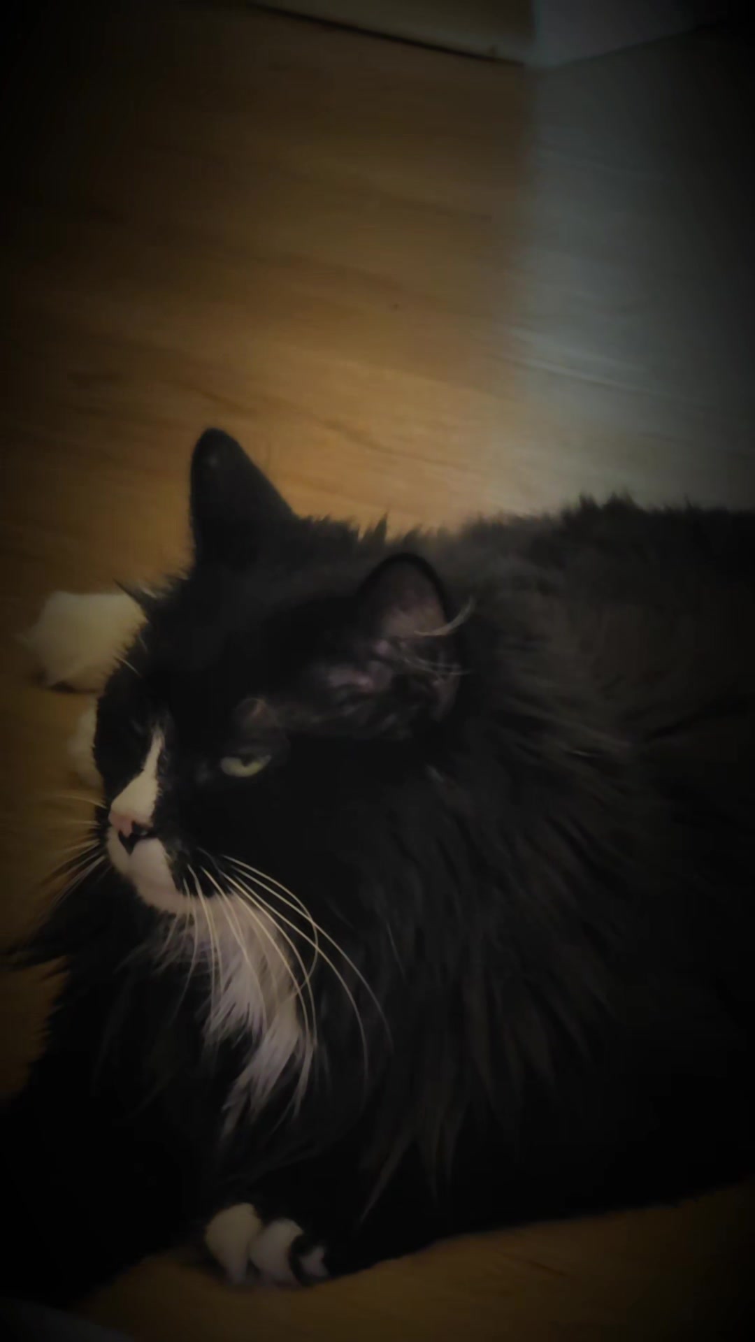 @AtticaTheTuxedoCat