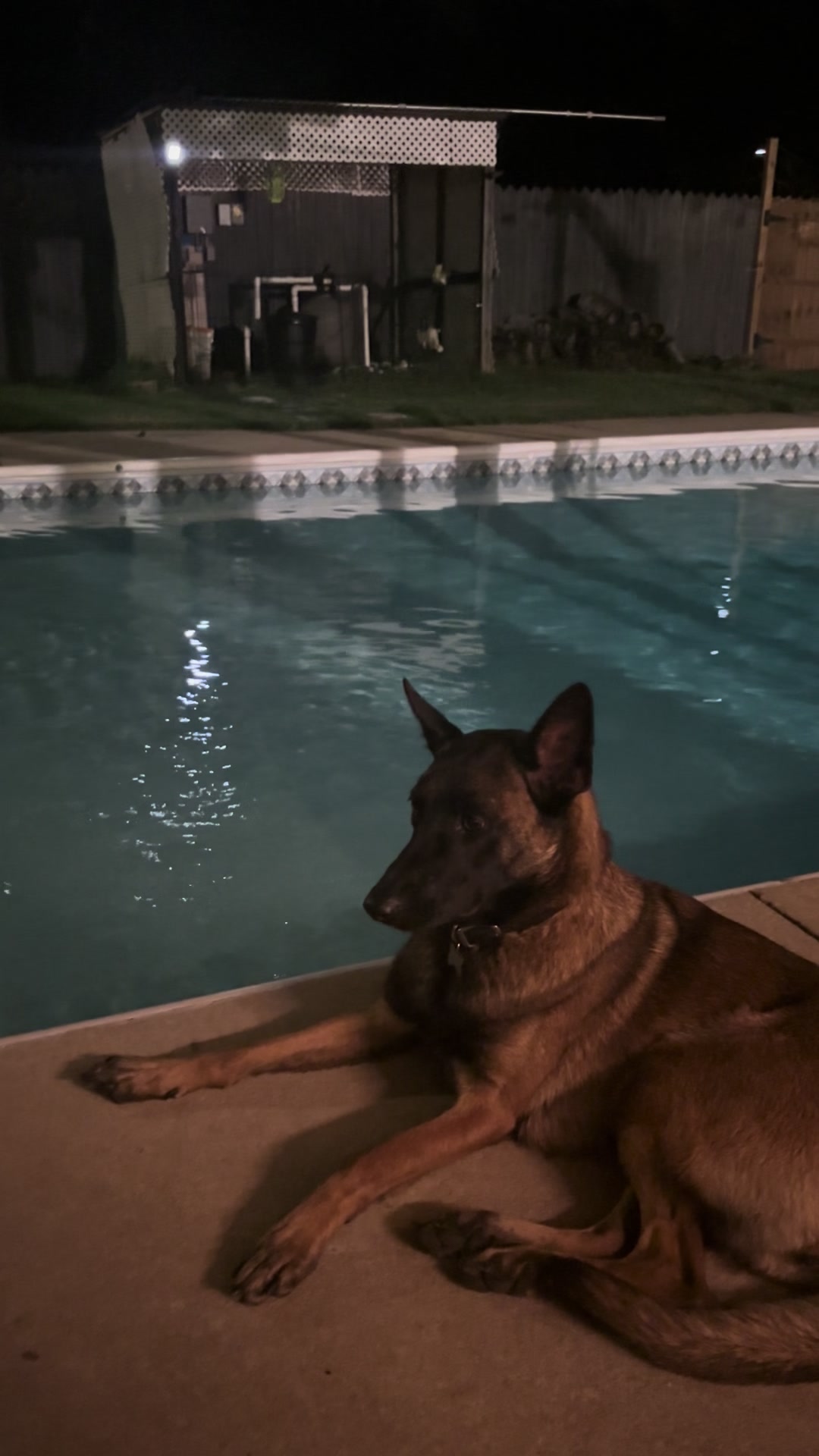 @Michigan_Malinois_1817