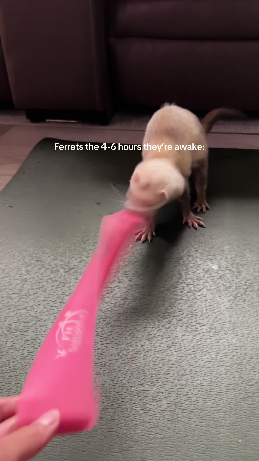 @Moon & Nala