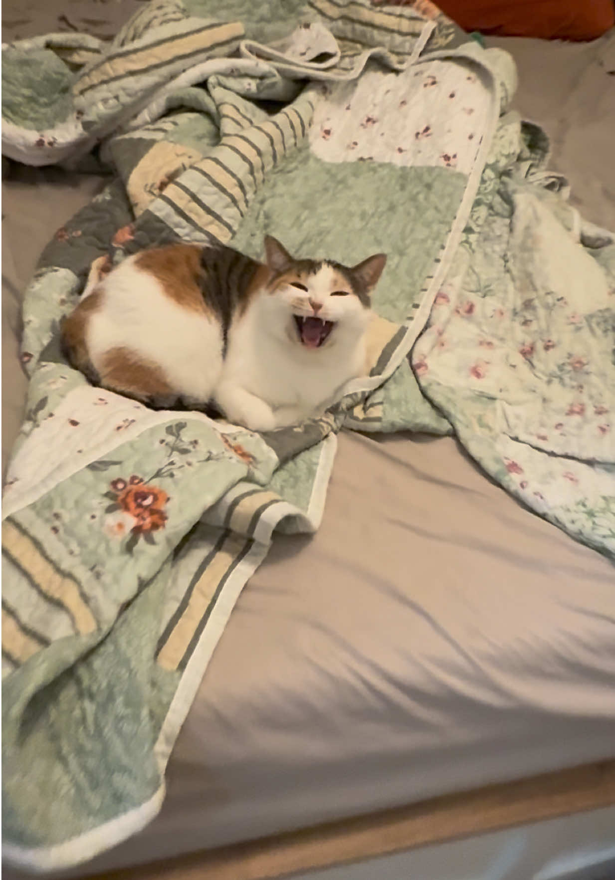@Tali & Cats