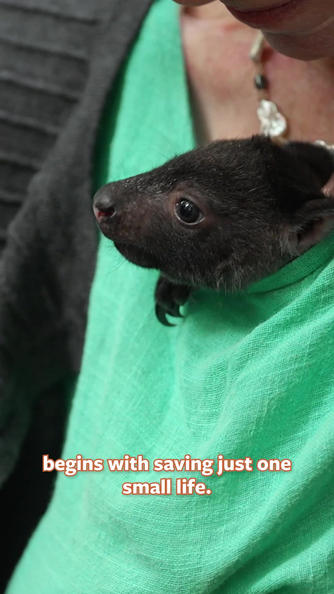 @Mutual of Omaha's Wild Kingdom
