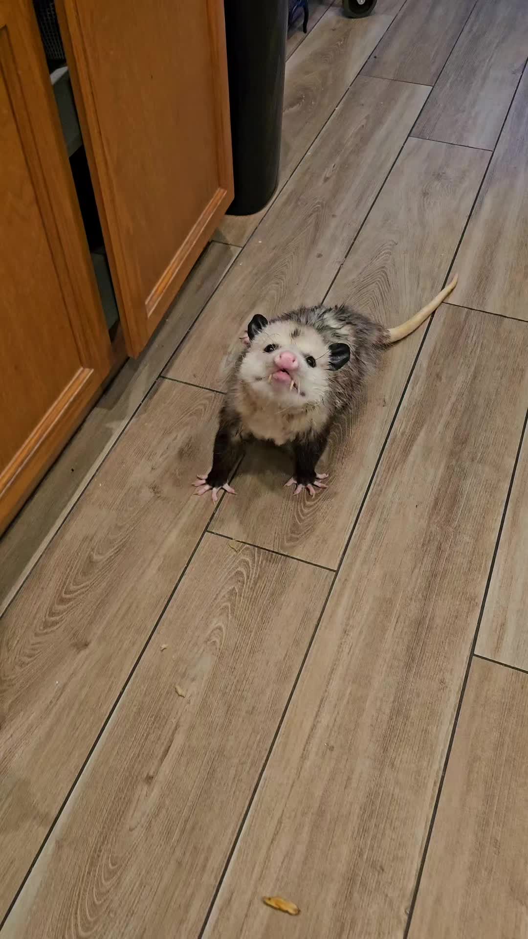 @OPOSSUMDAWGMOM