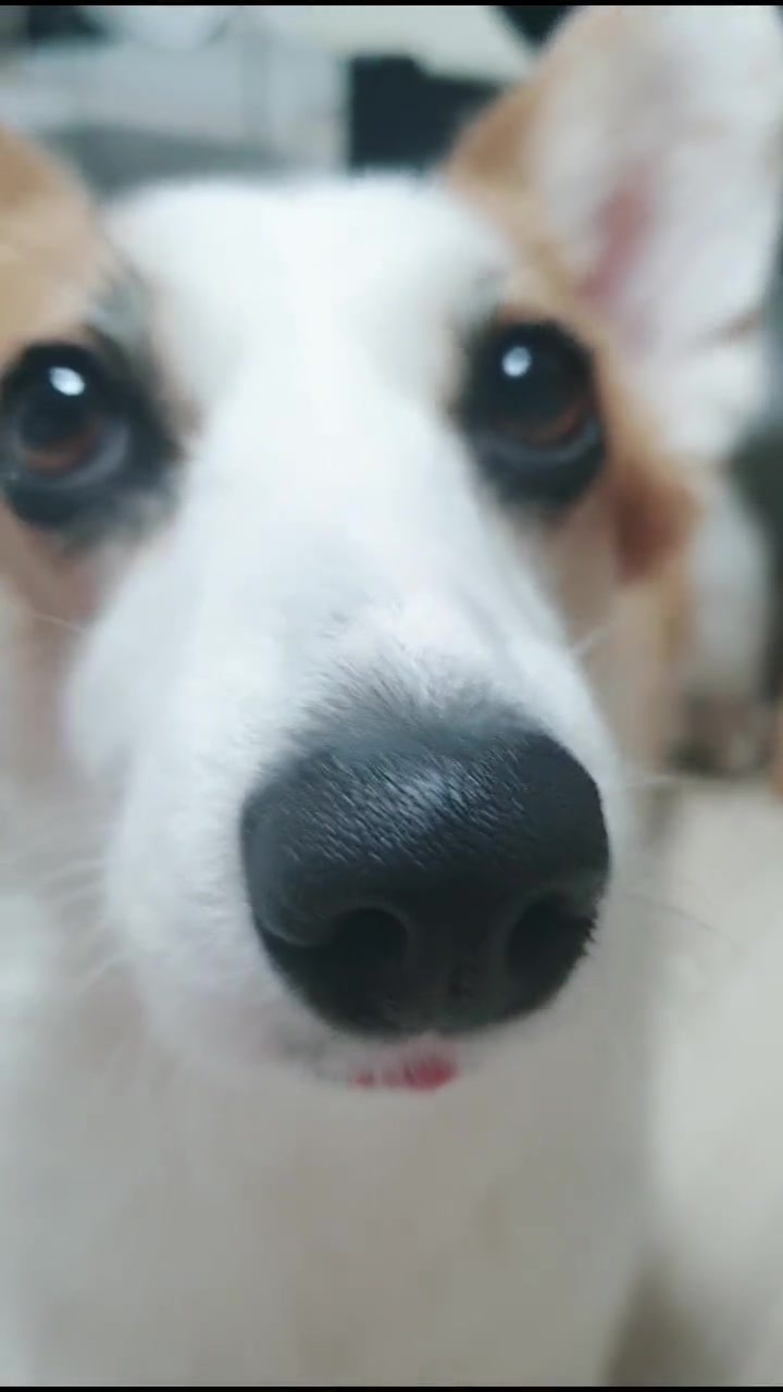 @레몬바라보리