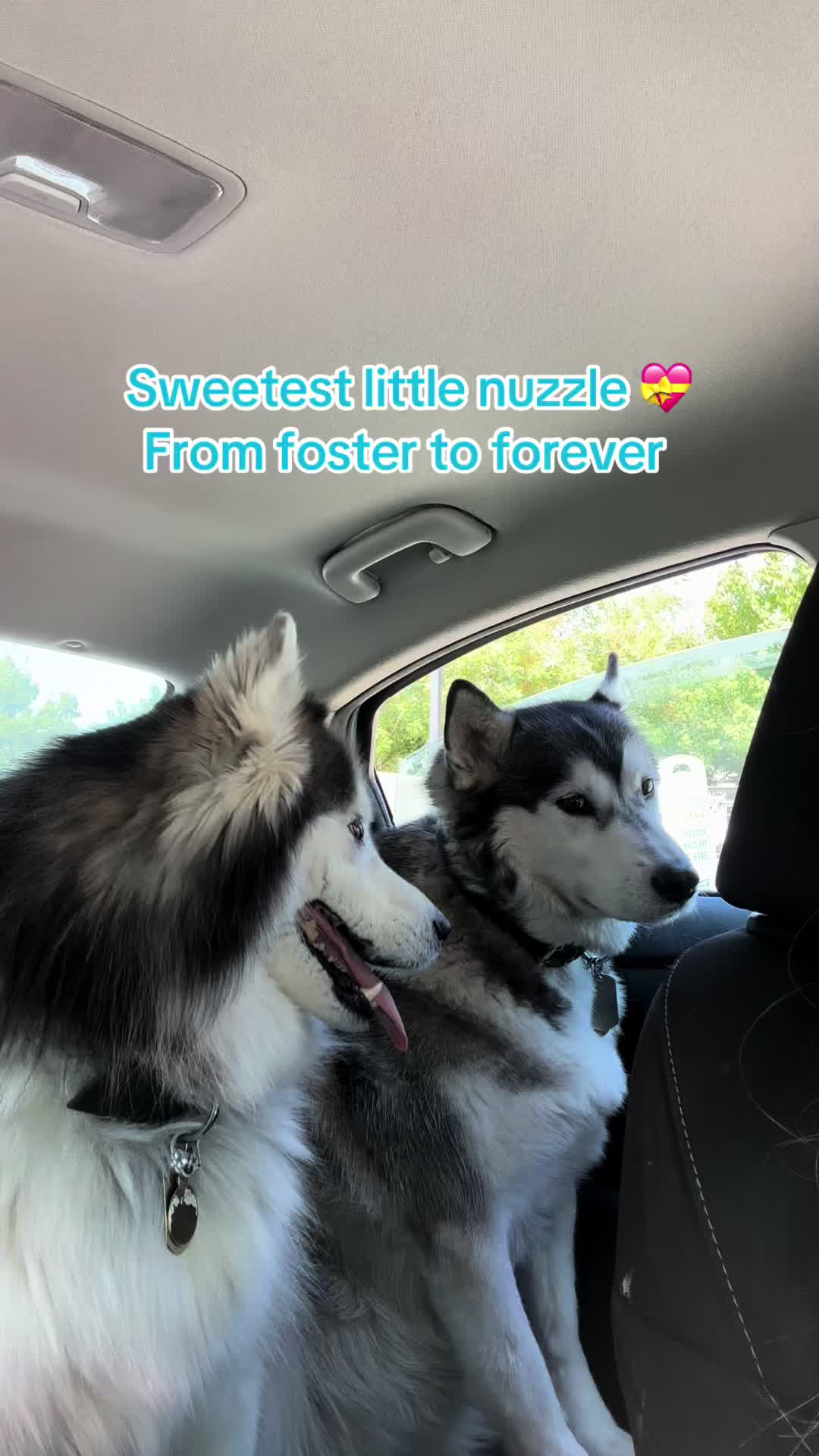 @Shasta & Aspen - Husky Sisters