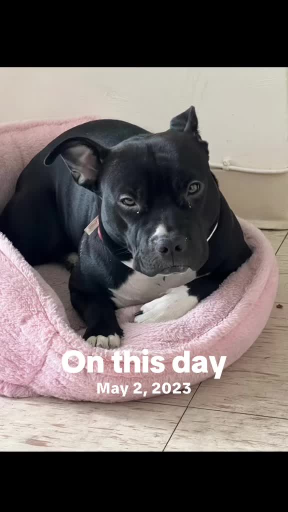 @Nyla.da.Staffy