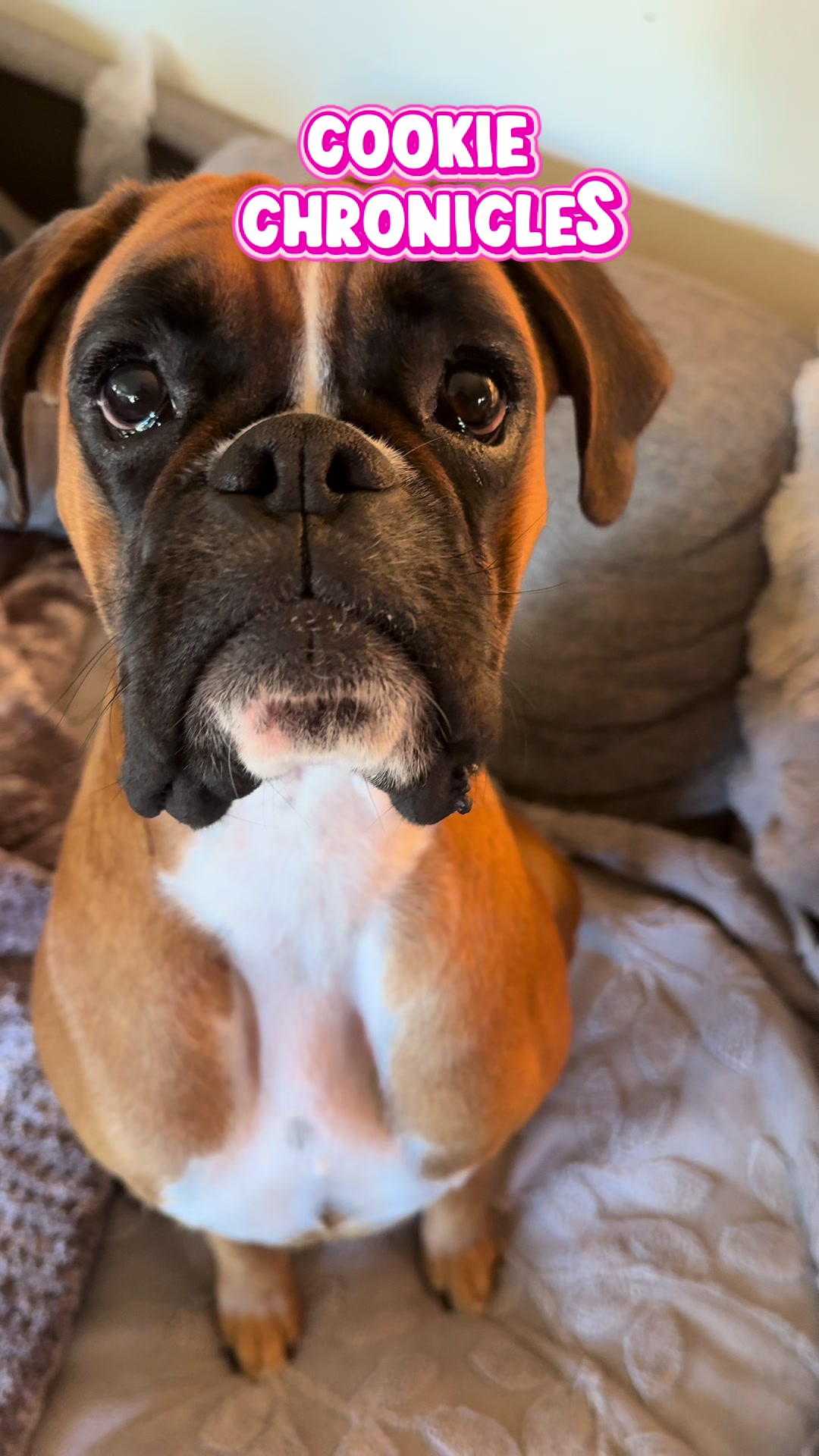 @boxermadness