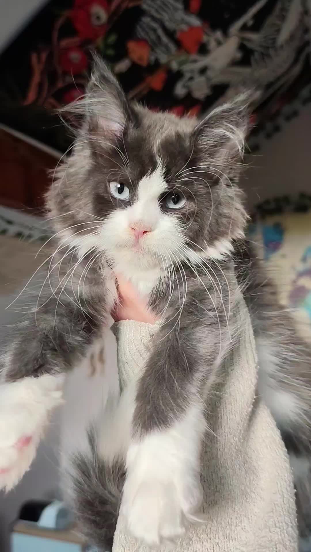 @Cattery Of Wild Kingdom