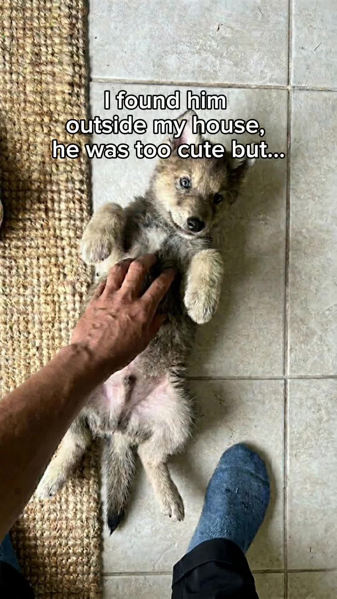 @StoriezTold 🐶