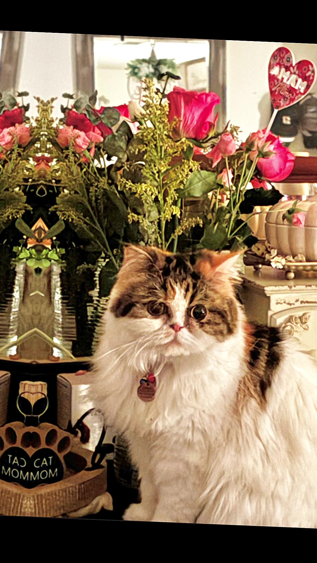 @Melissa’s9Lilfluffs