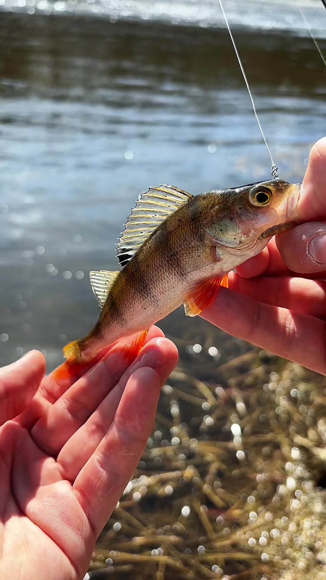 @Максим FastFisher