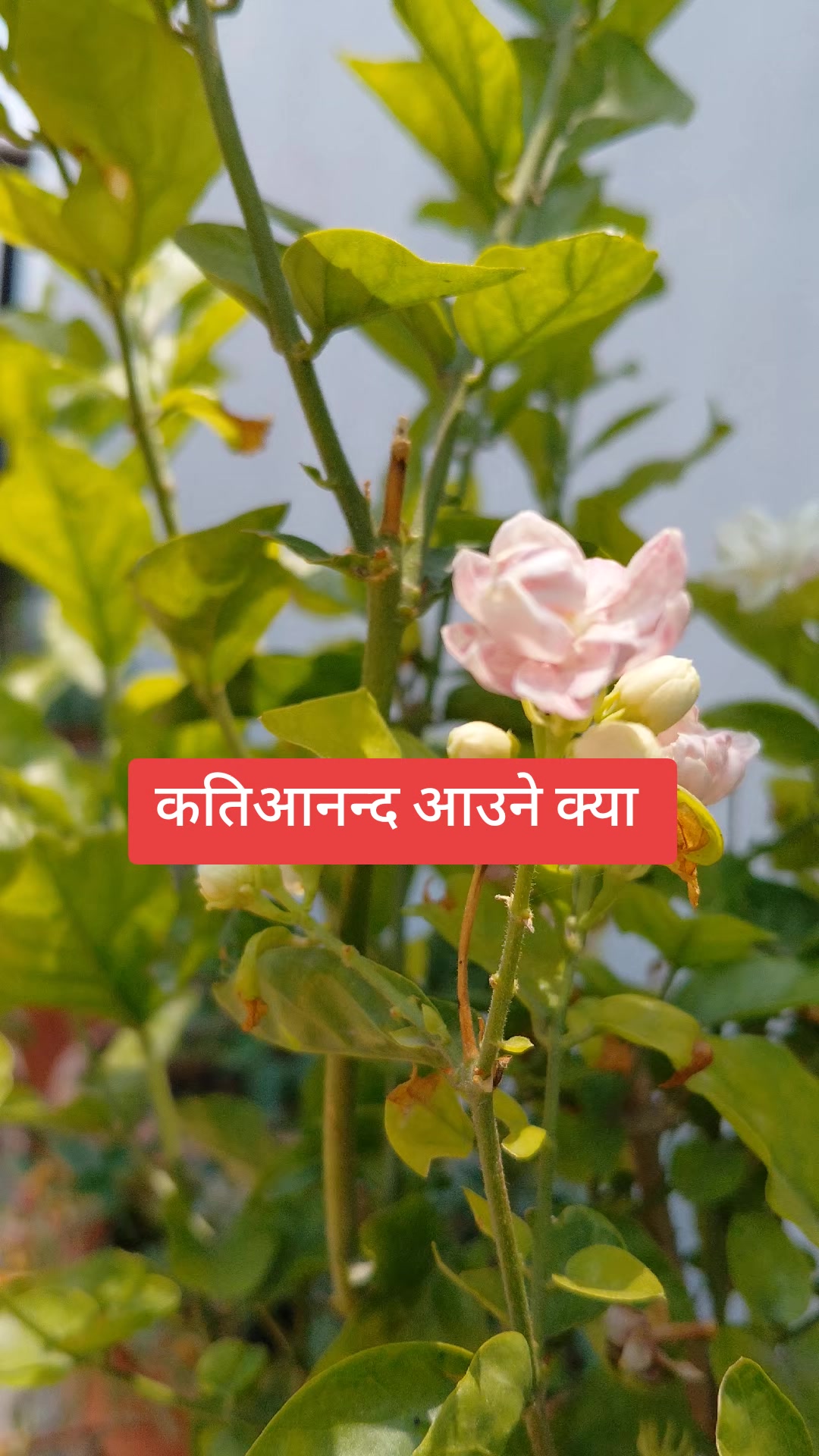 @ganga poudel