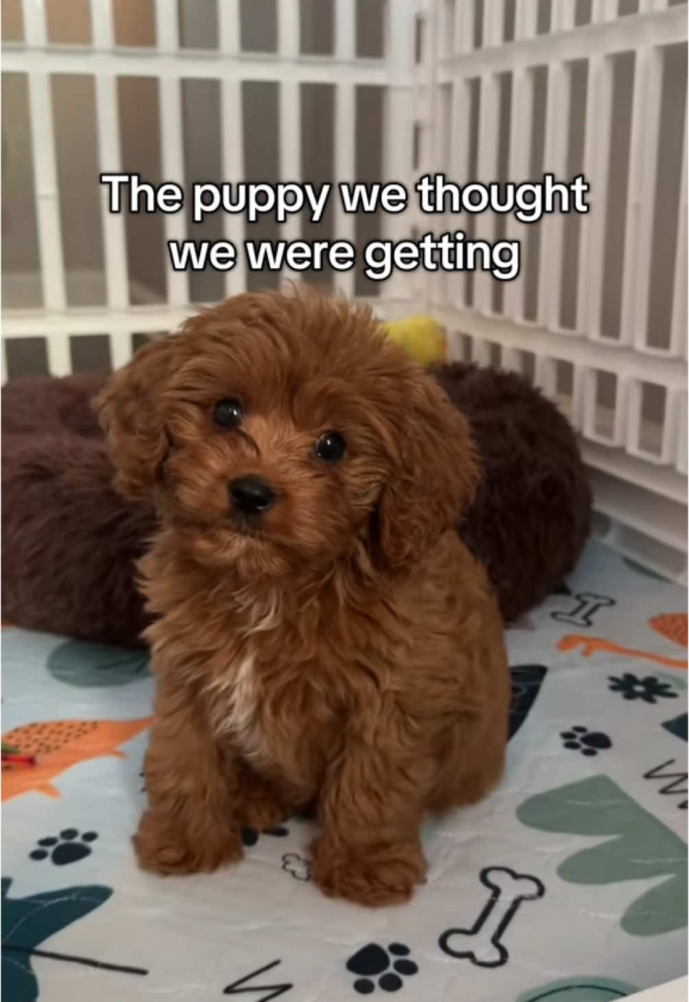@Leo the Cavapoo