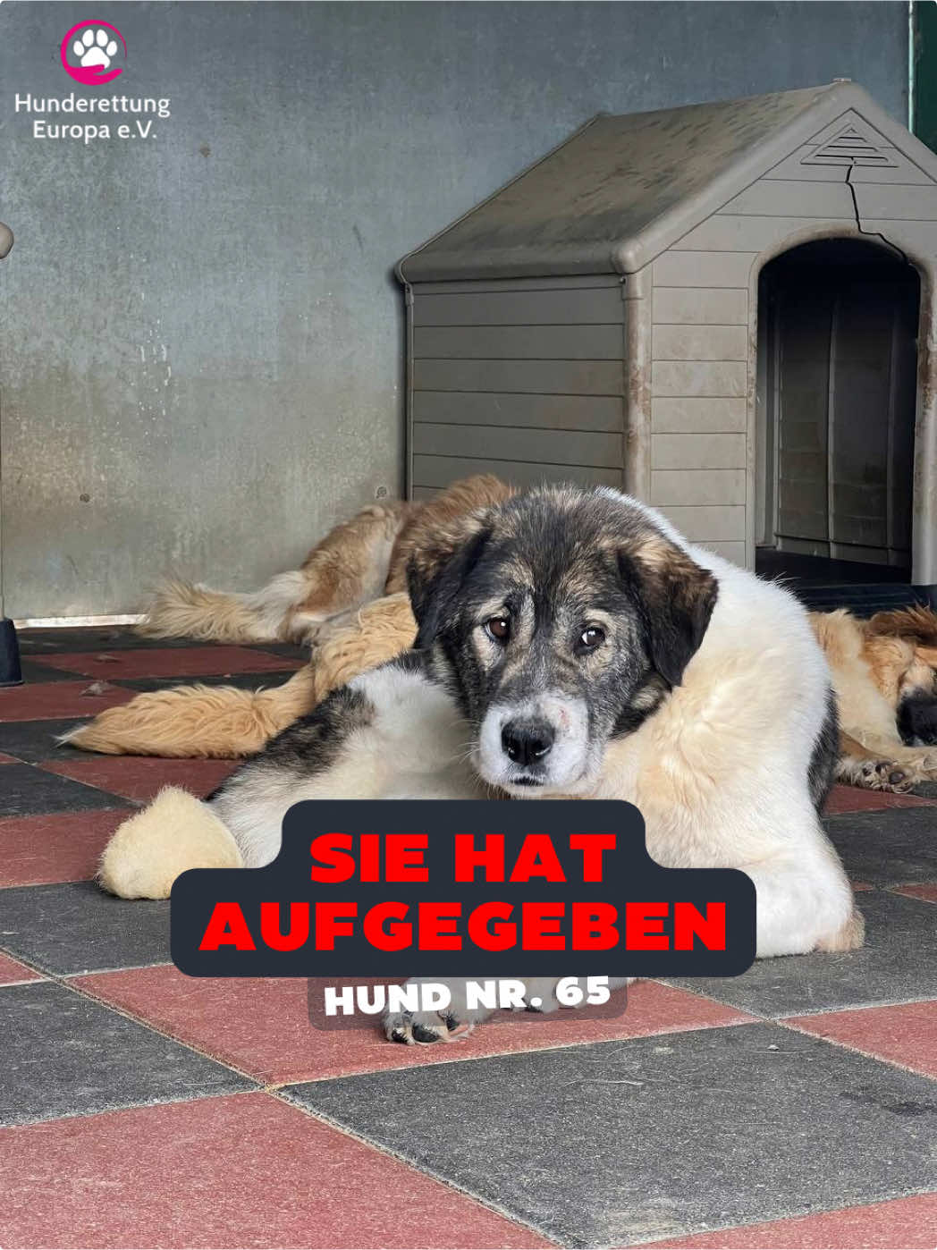 @Hunderettung Europa